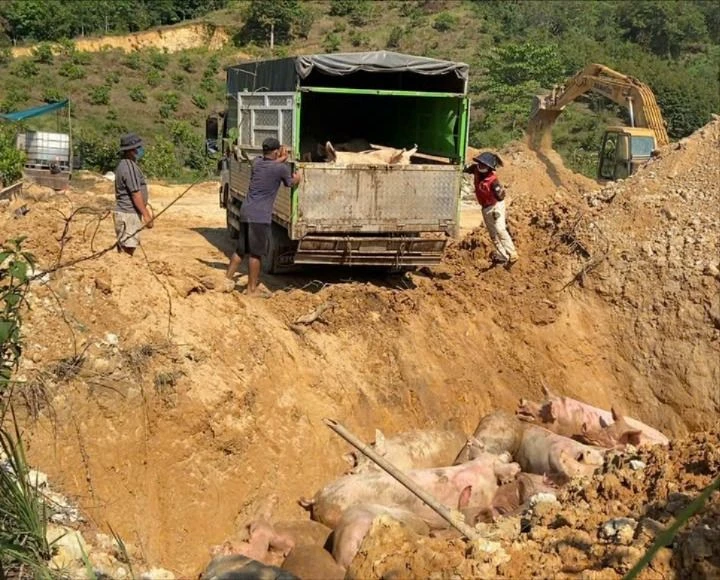Dịch tả lợn châu Phi-1.jpg