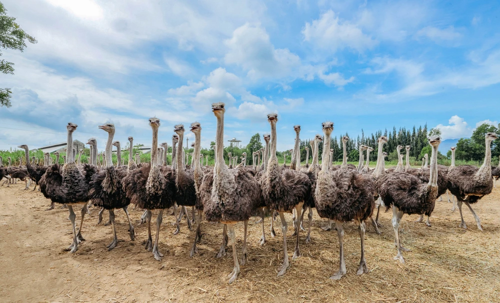 đà điểu Khatoco (4).jpg