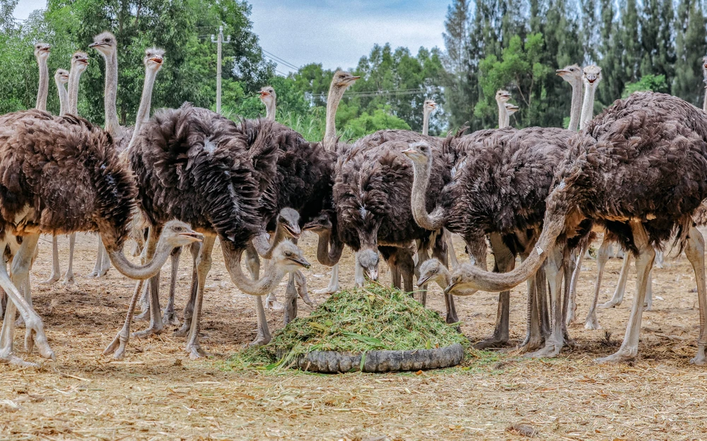 đà điểu Khatoco (6).jpg