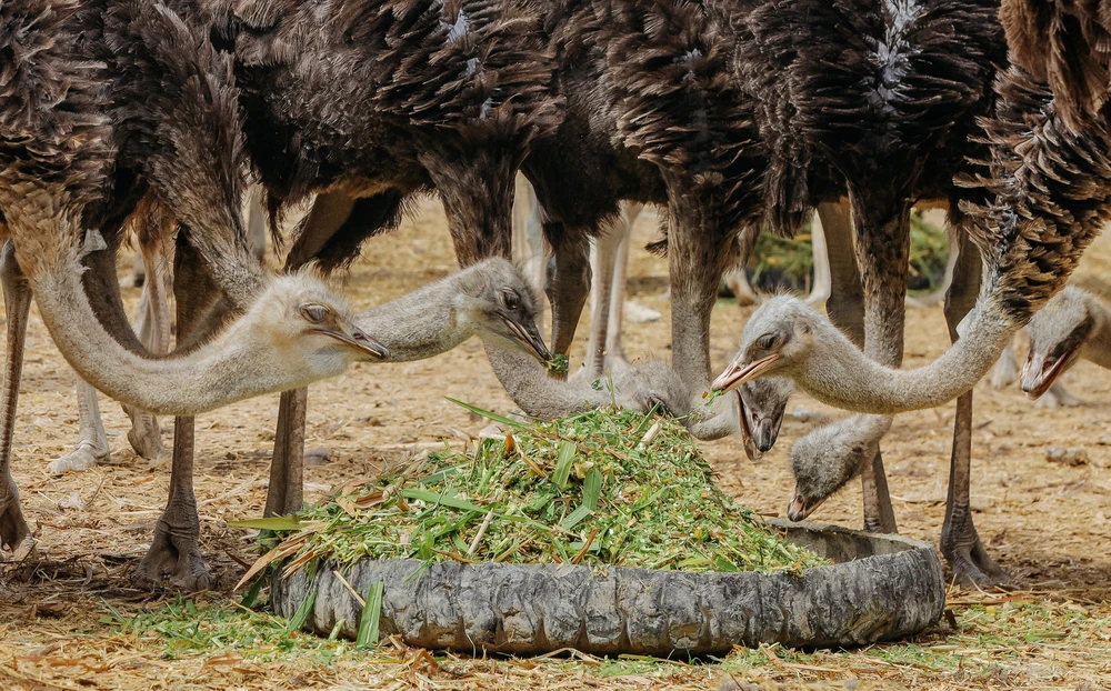 đà điểu Khatoco (7).jpg