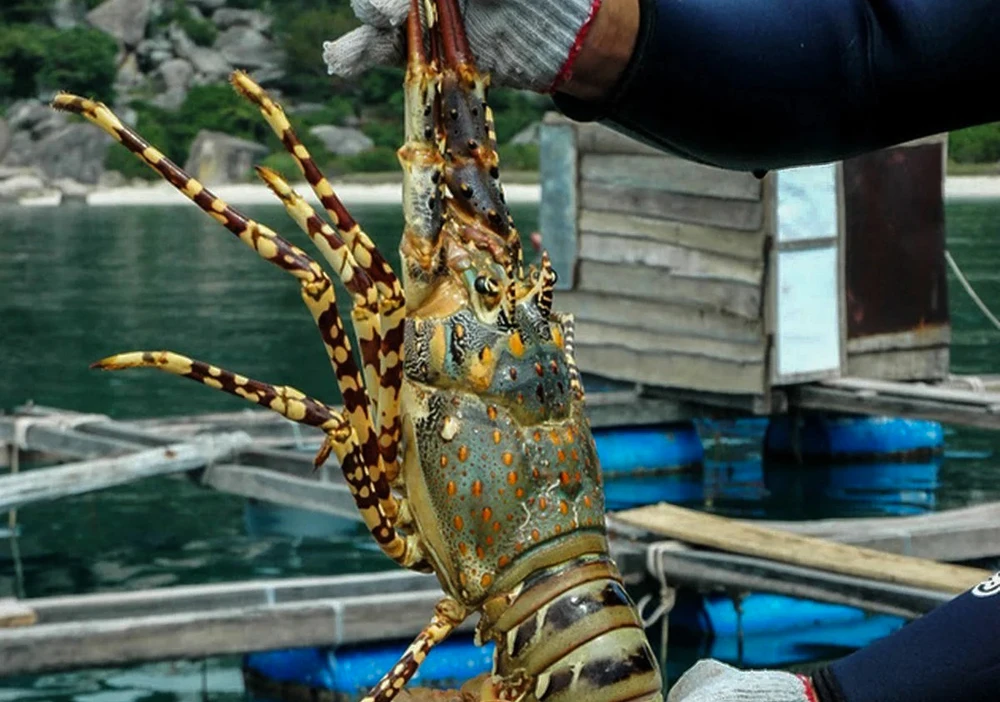 lễ hội tôm hùm.JPG