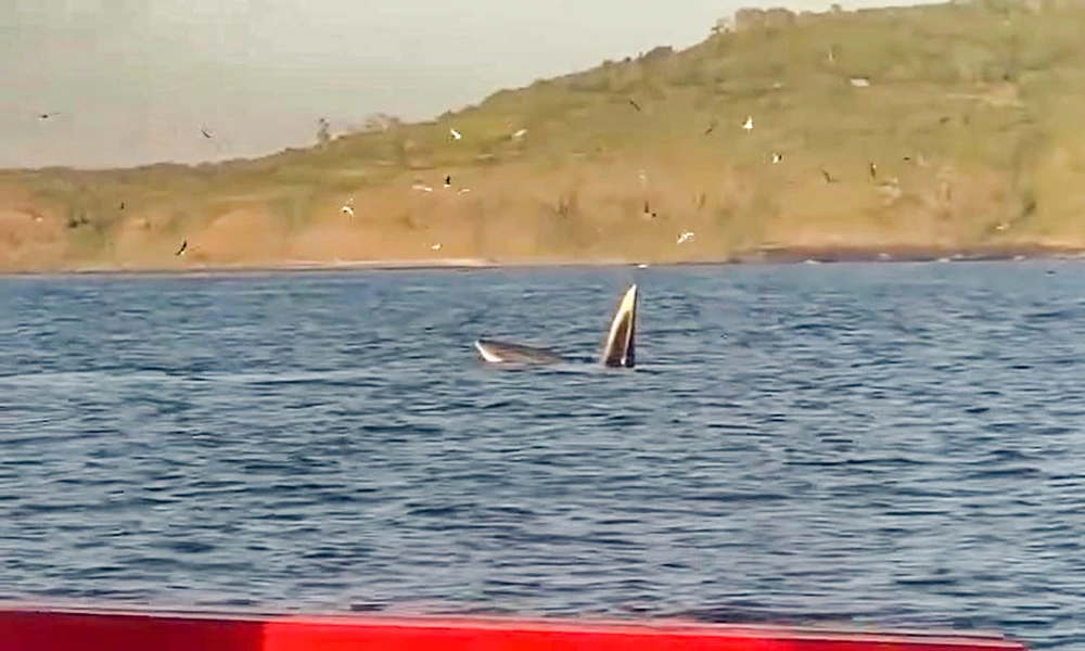 cá voi săn mồi.jpg