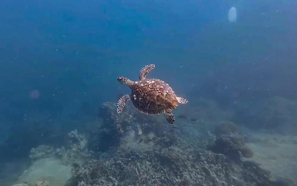 vịnh Nha Trang.jpg