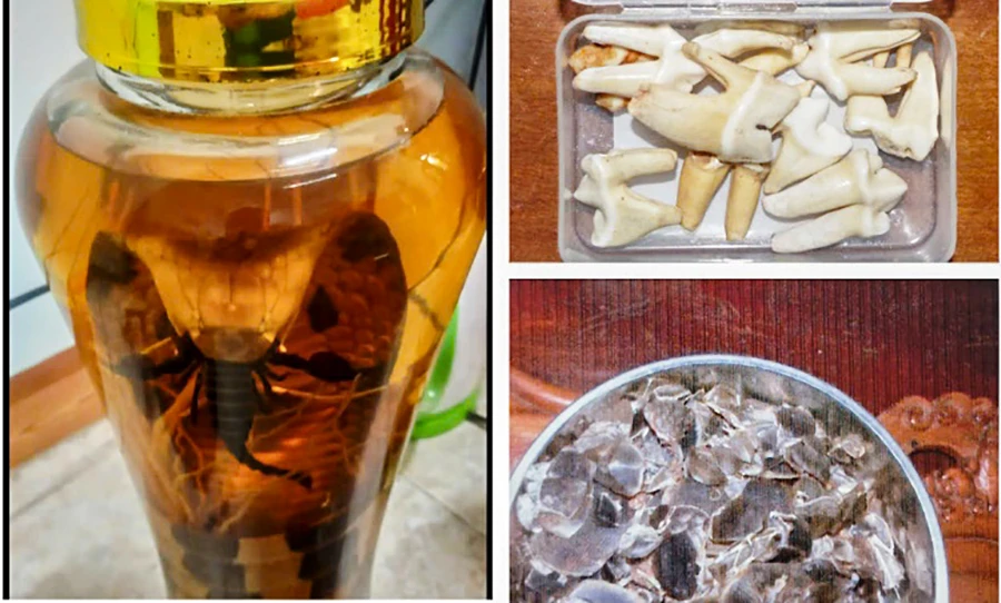 Tang rắn hổ chúa, răng Sơn Dương, vảy TêTê Java được công an thu giữ. Ảnh: LT