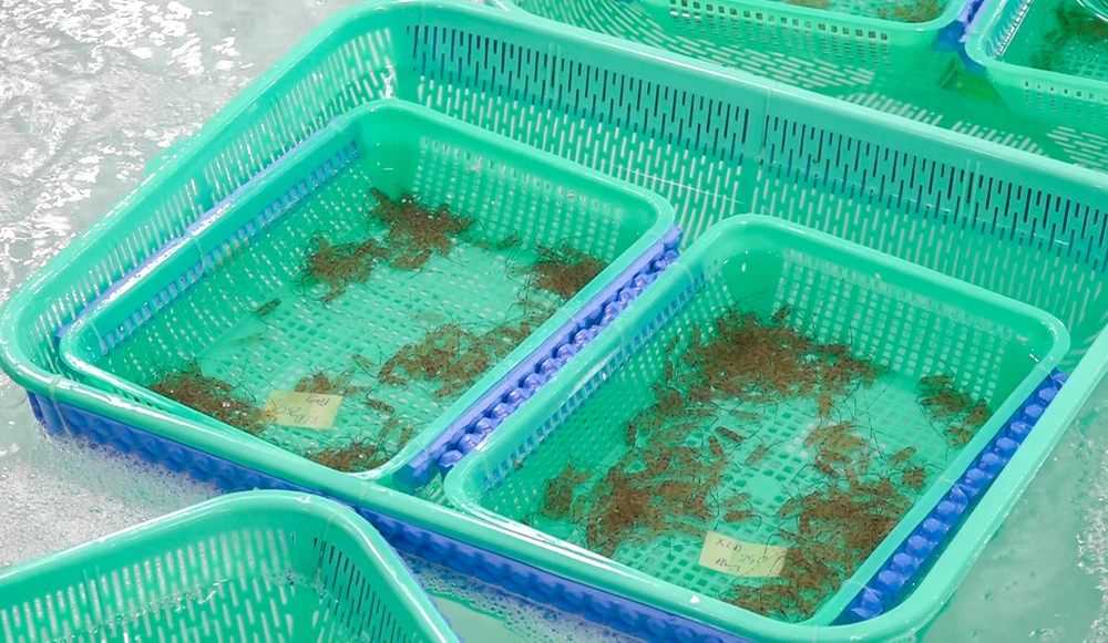 tôm hùm giống.jpg