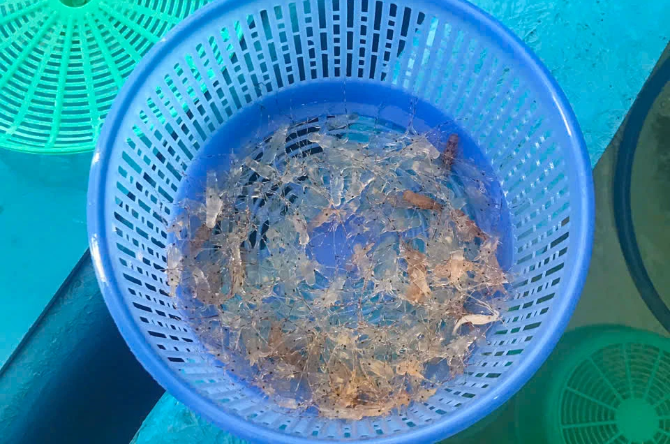 tôm hùm giống.jpg