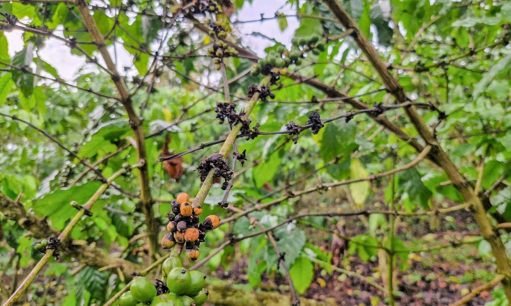 vườn cà phê.jpg