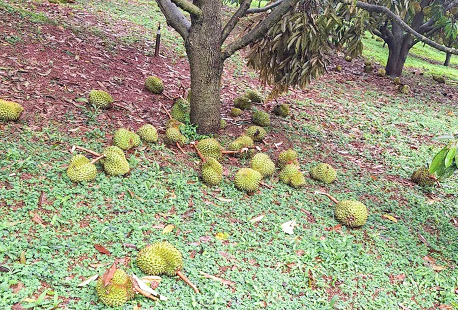 CÂY XANH NGÃ ĐỔ.jpg