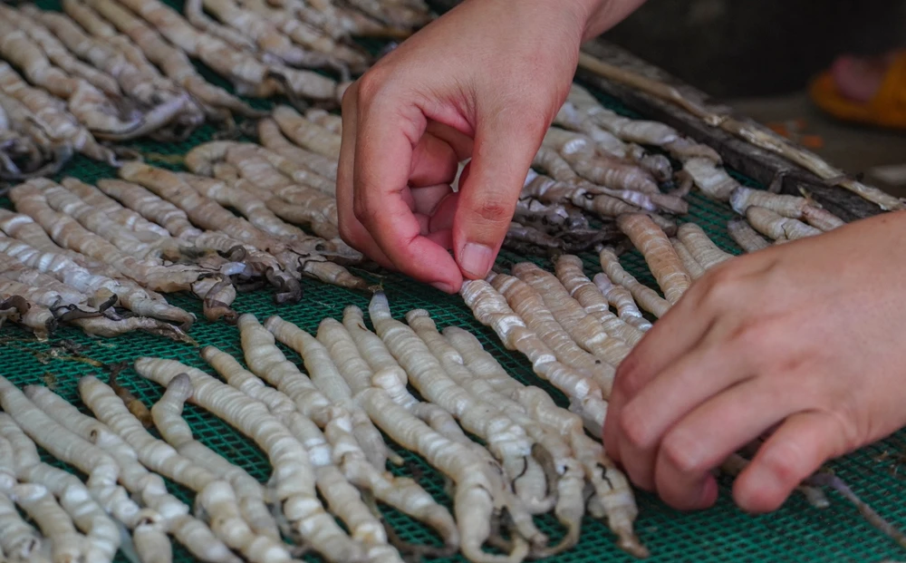 Sau khi làm sạch, phơi khô, mỗi kg sá sùng có giá 2-2,5 triệu đồng, mang lại nguồn thu nhập ổn định cho người dân ở làng Hà Liên.