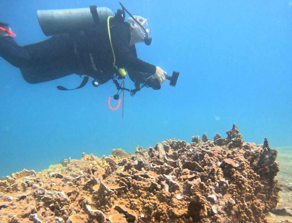 cá chết trắng đáy biển.JPG