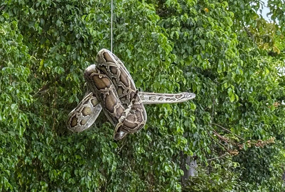 động vật rừng.jpg