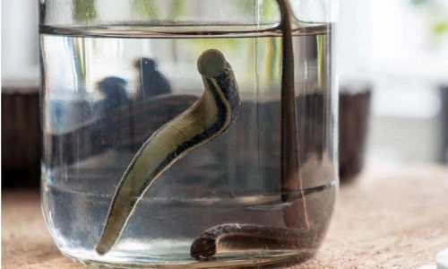 nuôi đĩa ở Trung Quốc