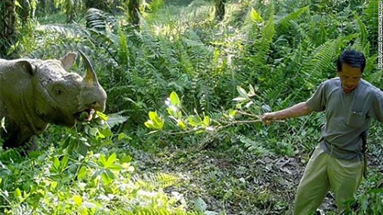 Tam was the only male Sumatran rhino left in Malaysia.