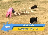 Video: Bầy chó 'lùa' vịt làm trò có một không hai