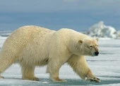 Đoàn thám hiểm Nga suýt nữa đã bị gấu Bắc Cực tấn công
