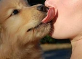 Tử vong sau khi bị chó cưng liếm