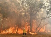 Nóng kỷ lục, Úc tuyên bố tình trạng khẩn cấp