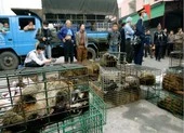 Trung Quốc xem xét cấm buôn bán, tiêu thụ động vật hoang dã