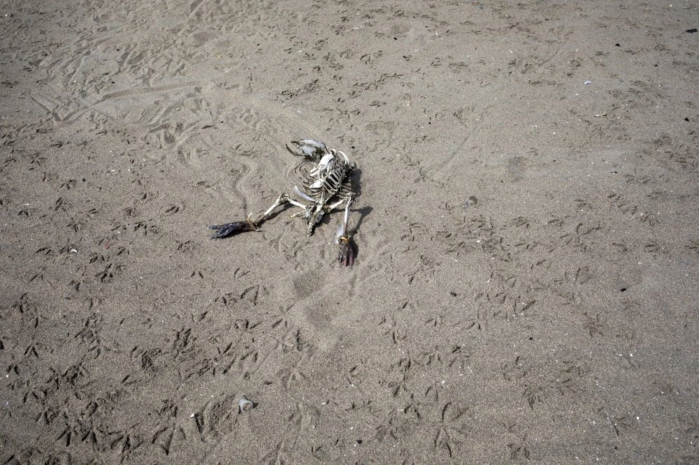 ừ bãi biển đông nghịt người hôm 16-2, Agua Dulce trong ngày 24-3 chỉ còn đầy dấu chân mòng biển, cùng bộ xương chim biển bị sóng đánh dạt vào vẫn chưa được thu dọn. Ảnh: AP 2