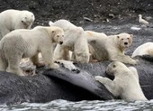 Gấu Bắc Cực khó tránh khỏi tuyệt chủng