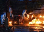 Nhiễm, chết tuần qua ở Ấn Độ chiếm 46% và 25% toàn cầu 