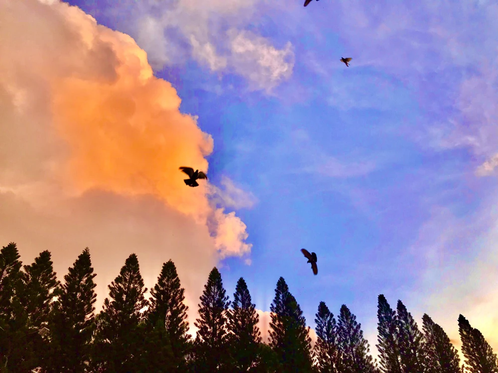 Mây ngũ sắc cũng xuất hiện tại công viên Văn hóa Đầm sen tạo nên không gian thơ mộng. Ảnh: THIỆN HỢP