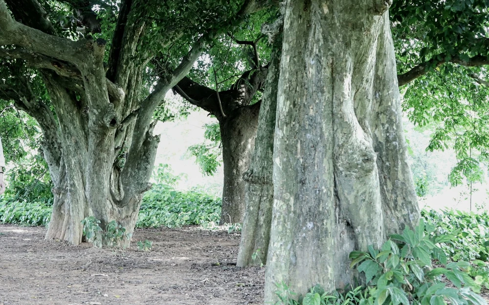 Hàng duối cổ ngàn năm tuổi