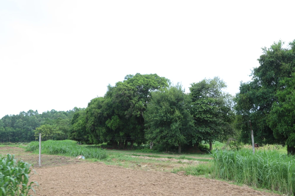 Độc đáo con đường lát đá ong chạy song song với hàng duối cổ