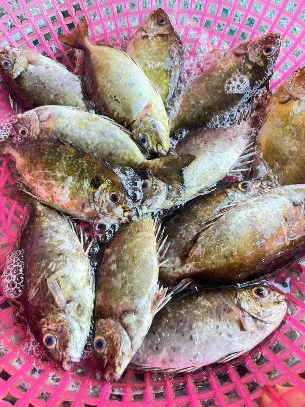 Cá kình rào xừng các vây nhọn còn sủi bọt trong rổ là cá tươi