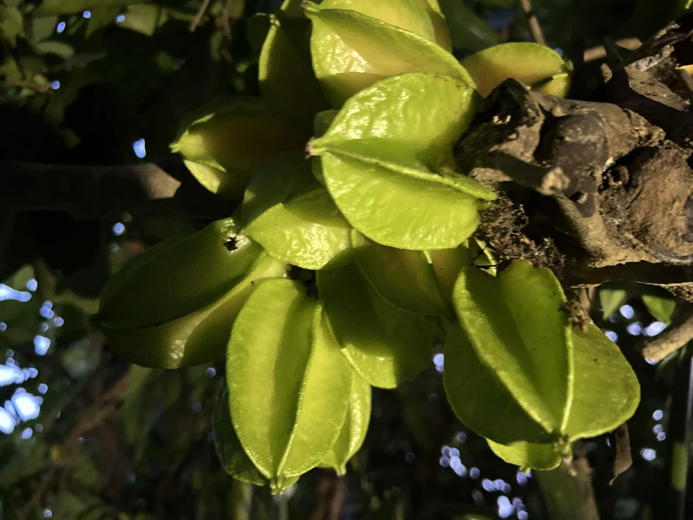 Hái trái khế chua đang còn trên cây, đem vào xắt mỏng