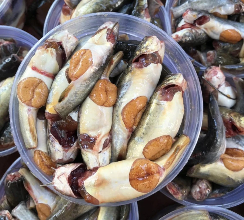 Con cá chốt miền Tây béo mập, tròn căng từ bụng trứng.