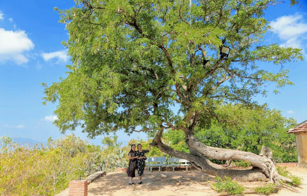 Cây me bật gốc trên tháp Po K’long Garai được nhiều khách du lịch tới đây check-in. Cây me bật gốc trên tháp Po K’long Garai được nhiều khách du lịch tới đây check-in.