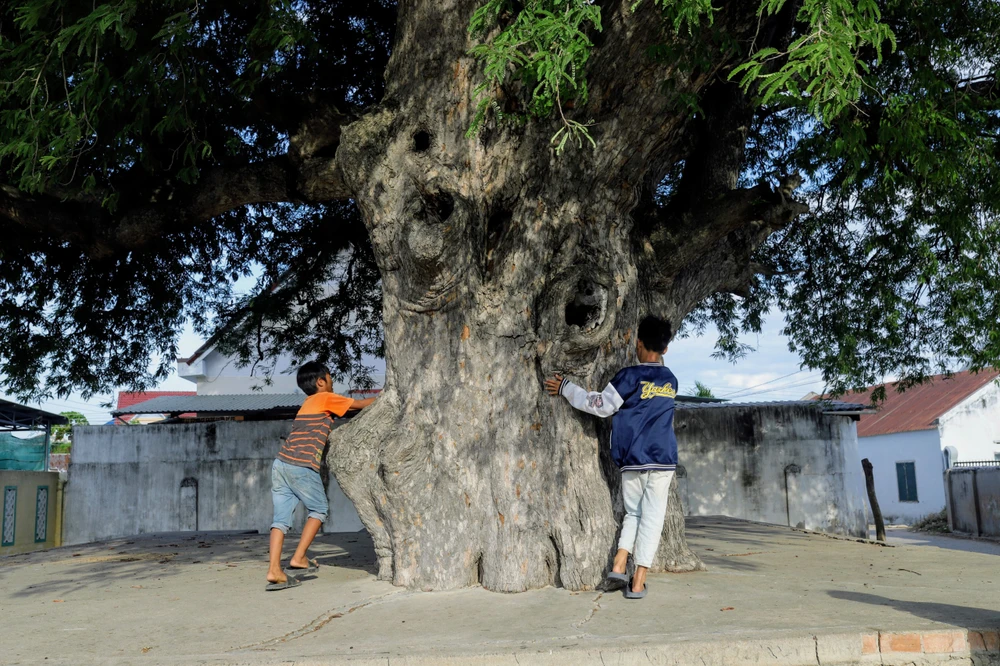Cây me cổ thụ linh thiêng ở làng Thành Ý, xã Thành Hải TP Phan Rang – Tháp Chàm. Cây me cổ thụ linh thiêng ở làng Thành Ý, xã Thành Hải TP Phan Rang – Tháp Chàm.