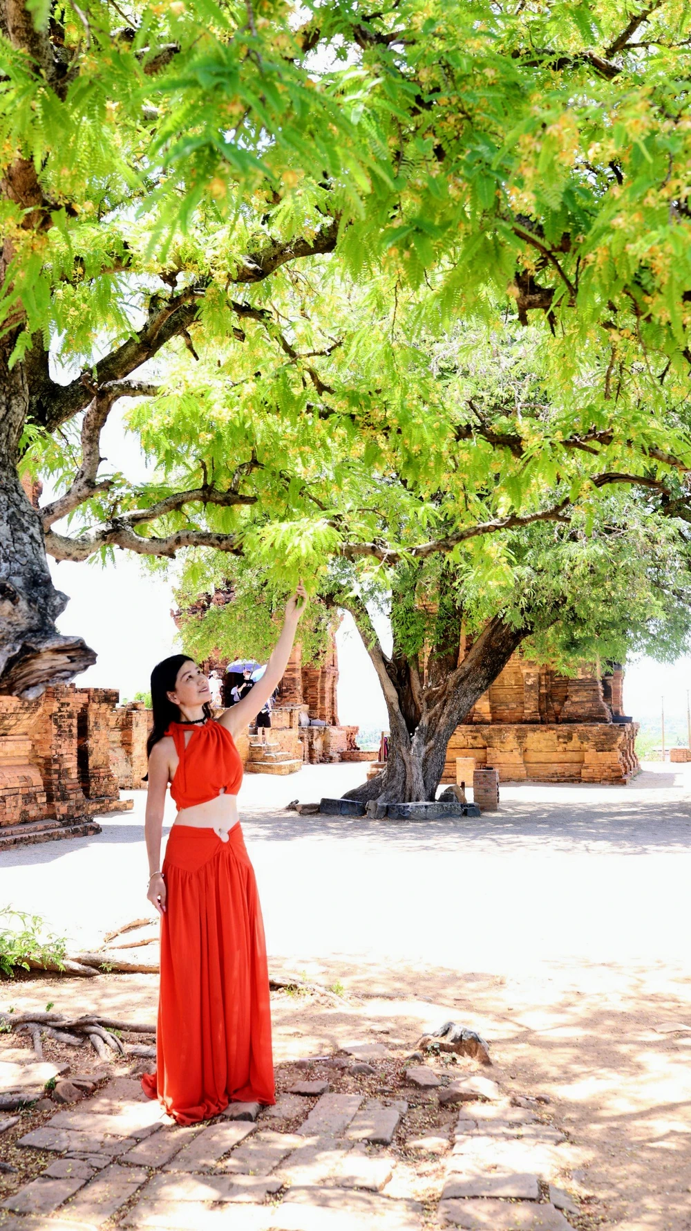 Sau những cơn mưa đầu mùa, me trổ đọt, ra hoa đón một mùa trái mới. Sau những cơn mưa đầu mùa, me trổ đọt, ra hoa đón một mùa trái mới.