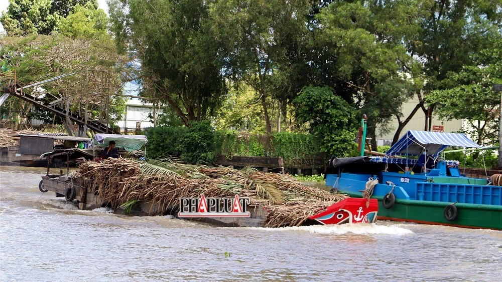 Tổng Giám đốc Công ty CP Mía đường Cần Thơ cho biết dự kiến nhà máy đường Phụng Hiệp sẽ tiến hành ép mía từ sáng 29-11. Ảnh: CHÂU ANH