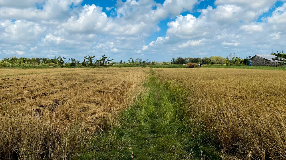 Dự báo có khoảng 90.000-100.00 ha vụ lúa Đông Xuân 2022-2023, Hè Thu 2023 và diện tích cây ăn trái, nuôi trồng thủy sản có nguy cơ hạn. Ảnh minh họa: BT