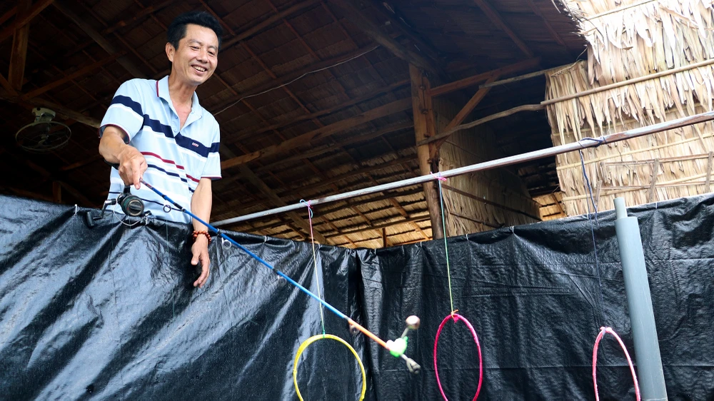 Ông Càng tiết lộ để cho ra đời sản phẩm du lịch ếch nhảy vòng làm xiếc ông đã ấp ủ, tập luyện hơn một năm qua, ngay từ khi chọn giống về đã tập từ cho ăn đến cảm nhận âm thanh. Ảnh: CHÂU ANH