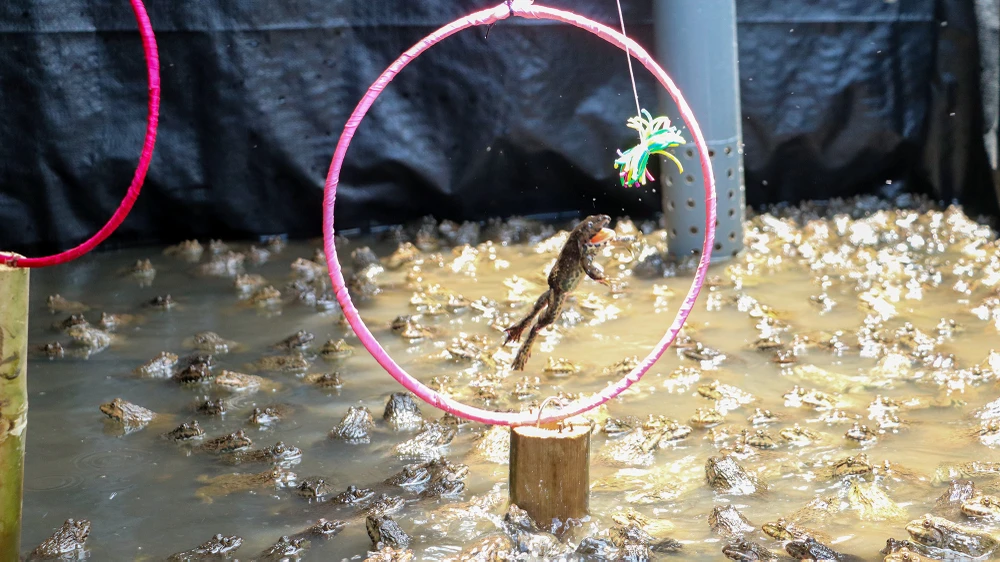 Sản phẩm ếch nhảy vòng làm xiếc dự kiến sẽ ra mắt trong mùa hè năm 2023, góp phần làm phong phú cho các sản phẩm du lịch của Cồn Sơn. Ảnh: CHÂU ANH