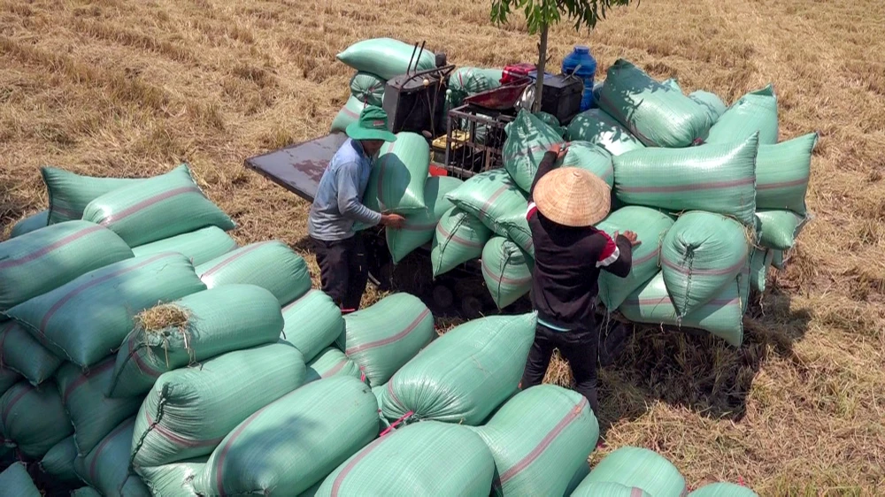 Theo báo cáo của UBND tỉnh Hậu Giang, hiện bà con nông dân đã thu hoạch dứt điểm vụ lúa Đông Xuân, năng suất trung bình ước đạt 7,75 tấn/ha, giá lúa tăng so với cùng kỳ. Ảnh minh họa: CHÂU ANH Theo báo cáo của UBND tỉnh Hậu Giang, hiện bà con nông dân đã thu hoạch dứt điểm vụ lúa Đông Xuân, năng suất trung bình ước đạt 7,75 tấn/ha, giá lúa tăng so với cùng kỳ. Ảnh minh họa: CHÂU ANH