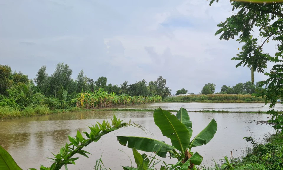 Đi bơm nước sạ lúa, 1 người bị sét đánh tử vong