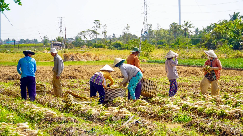 Nông dân Vĩnh Châu phấn khởi thu hoạch củ cải trắng