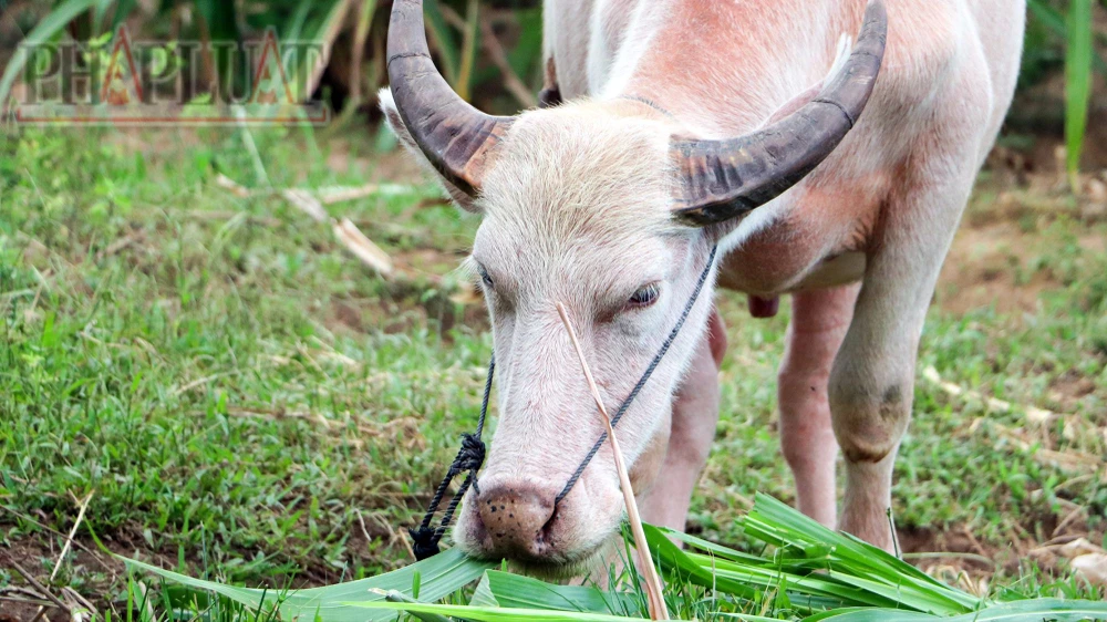 Độc lạ trâu màu hồng ở cồn Sơn