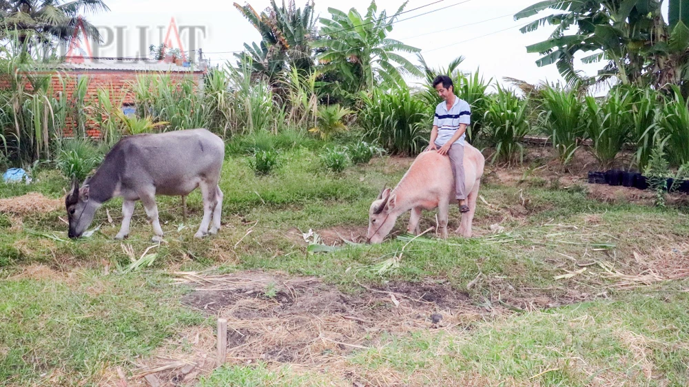 Độc lạ trâu màu hồng ở cồn Sơn