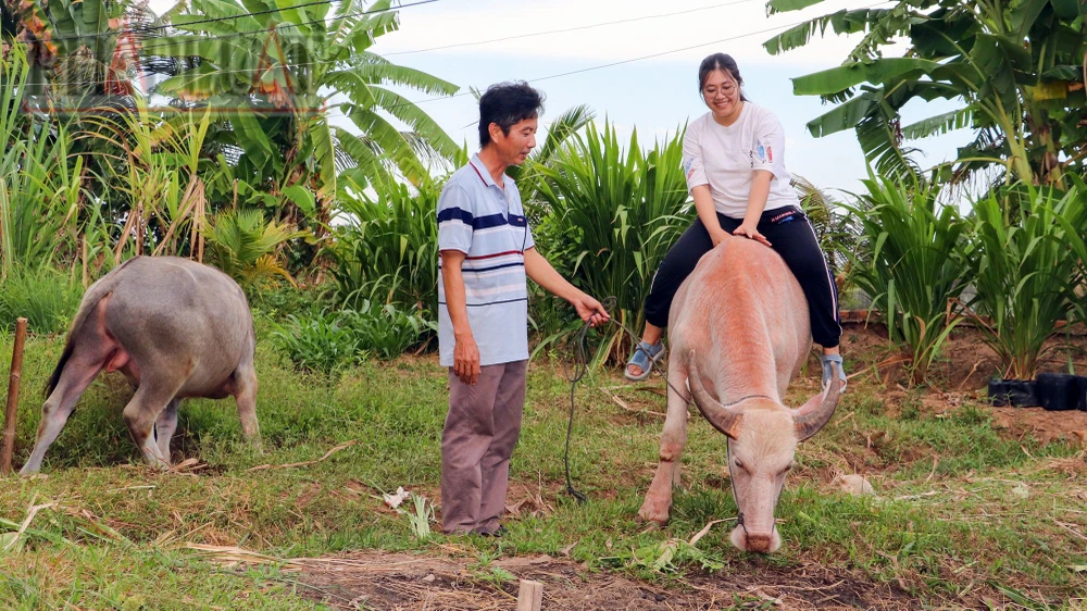 Độc lạ trâu màu hồng ở cồn Sơn