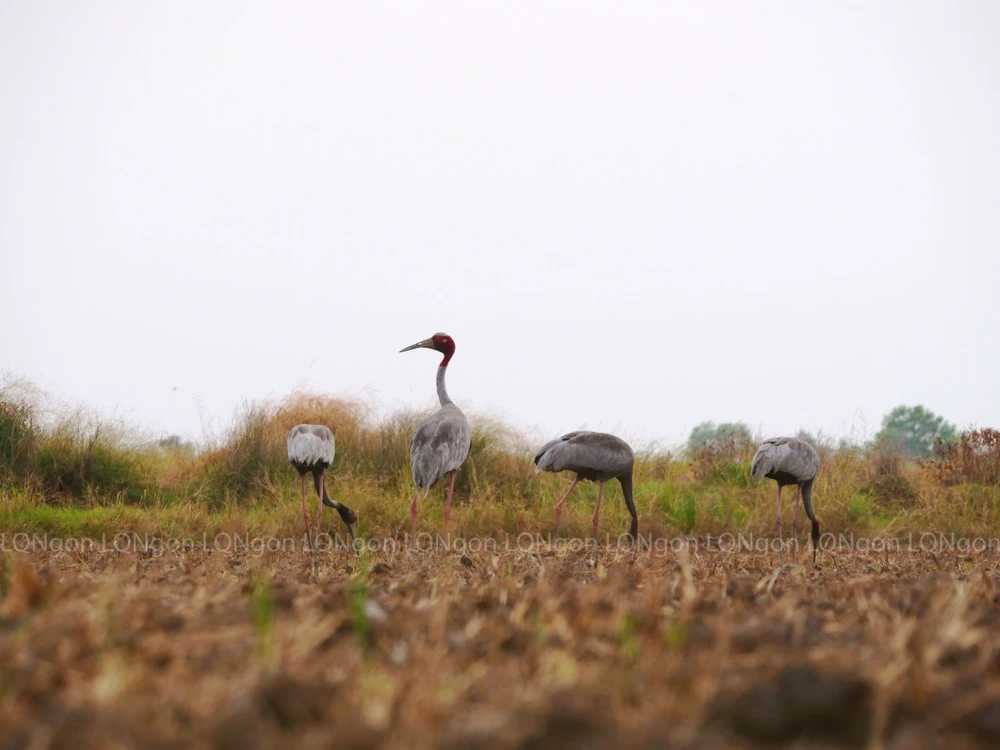 Sếu đầu đỏ về Kiên Giang