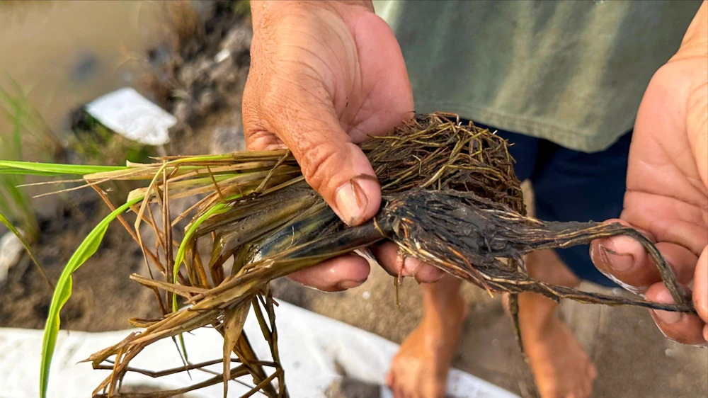 Lúa cặp đường cao tốc qua tỉnh Hậu Giang chết