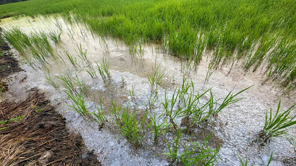 Lúa cặp đường cao tốc qua tỉnh Hậu Giang chết