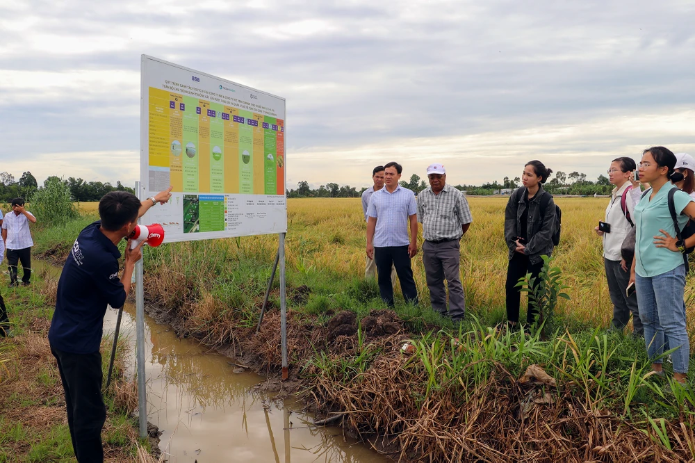 Nông dân tỉnh Hậu Giang phấn khởi với phương pháp canh tác lúa thông minh