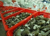 Tôm, cá Việt 'ngồi trên đống lửa' vì dịch COVID-19