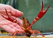 Cảnh báo về tôm càng đỏ Trung Quốc vào Việt Nam